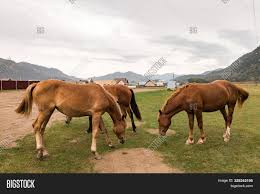 The red chestnut arabian is actually bay, as can be told by it's black points. Three Brown Arabian Image Photo Free Trial Bigstock