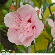 Image result for Hibiscus syriacus ´Pink Chiffon