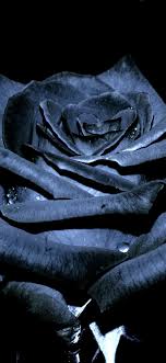 Please contact us if you want to publish a rose gold. Black And Rose Gold Phone Wallpapers Wallpaper Cave