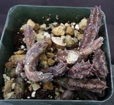 Image result for Huernia aspera