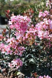 Image result for Pentarhopalopilia umbellulata