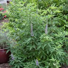 Image result for Vitex madiensis