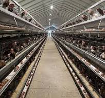 Chine Couche Poulet Volaille Cages Prix Fournisseurs ...