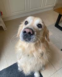 hudson archer and fam (@hudson_archer_the_goldie) • Instagram photos and  videos