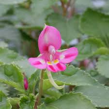 Image result for Impatiens oreocallis
