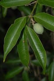 Image result for Strychnos usambarensis