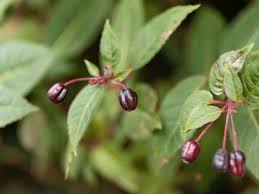 We did not find results for: Fuchsia Seed Collecting Learn About Saving And Growing Fuchsias From Seed
