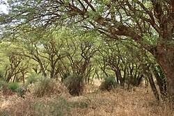 Image result for Faidherbia albida
