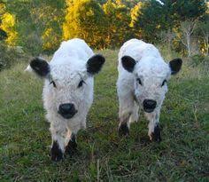 Miniature White Park Cattle Google Search Cute Baby Cow Fluffy Animals Cute Little Animals