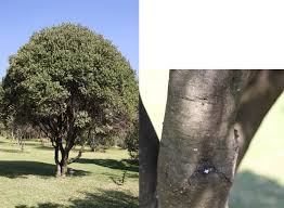 Image result for Cyperus pseudoleptocladus