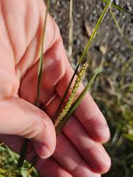 Image result for Setaria parviflora