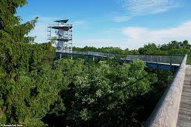 Boomkronenpad ingang het 'baumkronenpfad beelitz' staat goed aangegeven en ietsje verder op de beelitz heilstätten aan het eind van de 19e eeuw was berlijn nog een stad vol met zieke mensen. Real Life Ewok Villages Mesmerising Pictures Of Germany S Incredible Treetop Walkways Daily Mail Online