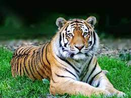 In addition, their coloring, their perfect symmetrical faces and their magnificent coat are a wonder to behold. Tigers Quiz How Well You Know Trivia Mcq Quizzes