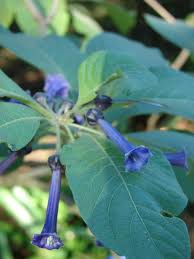 Image result for Iochroma