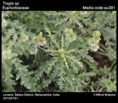 Image result for Tragia glabrata