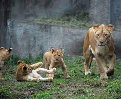 Pin On Lions From Heaven