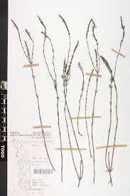 Image result for Striga linearifolia