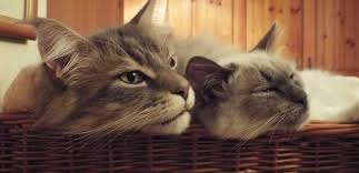 Maine coons are widely known for maine coons are not only among the most suitable cats for apartment living, but they're how much do maine coon cats cost? Can Maine Coon Cats Live With Other Cats Maine Coon Expert