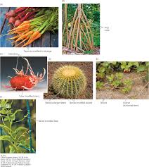 Part of the reason that cacti are able to do this is that their stem can photosynthesize. Figure 24 13