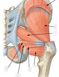 The pulmonary circulation, coronary circulation. Abductors And Glutes Diagram Quizlet