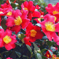 Camellia Sasanqua Yuletide Is Always A Favorite Camellia Flowers Garden Horticulture Landscape S Yuletide Camellia Flower Stands Deer Resistant Shrubs