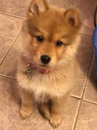 Black And White Pomsky Full Grown Pin On Pomsky