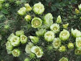 Image result for Opuntia imbricata