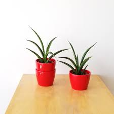 Target/patio & garden/lawn & garden/indoor : Sansevieria Fernwood Interiorplants Ca