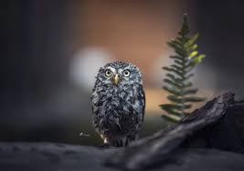 The Martin I Think He Looks As If He S Waiting For A Train If Everything Goes Smoothly The Little Ones Come Owl Everything Goes Animals