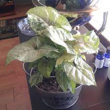 Berry allusion is a fast growing, compact syngonium that has intermediate size leaves and branches extensively at the base. Syngonium Podophyllum Berry Allusion Arrowhead Vine Berry Allusion In Gardentags Plant Encyclopedia