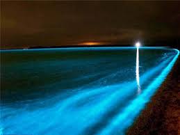 Bioluminescent Beach Puerto Rico Fajardo Bioluminescent Bays Are Puerto Rico S One Of A Kind Ecosystems Situated In Three Locations Fajardo Bioluminescent Bay Bioluminescent Bay Puerto Rico Vieques