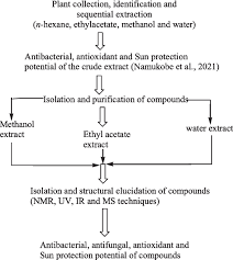 Image result for Spermacoce princeae