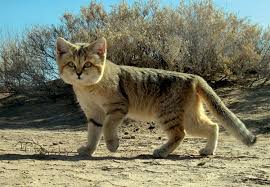 Everybody knows what a cat is. Sand Cat Wikipedia