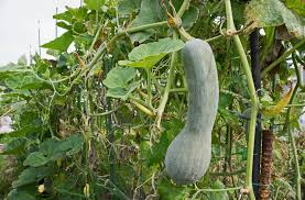 Anfangs ist er darin gut. Kurbis Moschus Kurbis Ernte Franks Kleiner Garten Willkommen In Franks Kleinem Garten