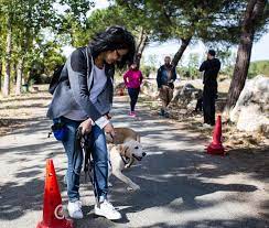 Durant son apprentissage à l'école des chiens guides d'aveugles, le jeune chien est pris en main par deux acteurs principaux : Chiens Guides Du Grand Sud Ouest Pari47 Federation Des Associations Du Lot Et Garonne