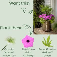 Image result for Pycreus elegantulus