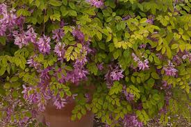 Image result for Indigofera kirkii
