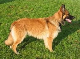 We did not find results for: German Shepherd Dog Breed Information And Pictures