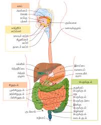 Tamil kids exercise learn body parts. File Digestive System Diagram Ta Svg Wikimedia Commons
