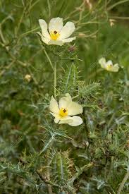 Image result for Argemone ochroleuca