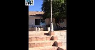 Best Deals California Dogs Playing Toto Blacky Plying With Max California Best Toto