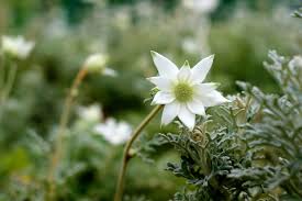 Elrene tablecloth is 100% vinyl with 100% flannel backing. Flannel Flower Grandiflora Growers