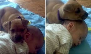 Make social videos in an instant: Video Of An Adorable Puppy Falling Asleep On Baby During Nap Time Daily Mail Online