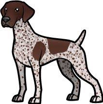 Unfortunately for allergy sufferers, this breed of dog sheds 365 days a year. German Shorthair Pointer Dog Drawing German Shorthaired Pointer German Shepherd Dogs