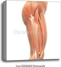 Or vmo) is one of the four quadriceps muscles in the front of your upper thigh. Upper Legs Muscles Anatomy Canvas Print Barewalls Posters Prints Bwc20245492