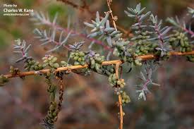 Image result for Suaeda vermiculata