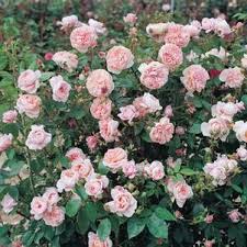 Check spelling or type a new query. Climbing Roses From Regan Nursery