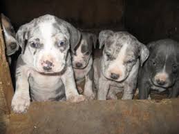 Xl pitbull puppies for sale near me. Merle Pitbull For Sale 2020 Merle Bully Pitbull Puppies