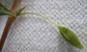 Image result for Sauvagesia erecta