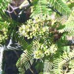 Image result for Tricalysia acocantheroides